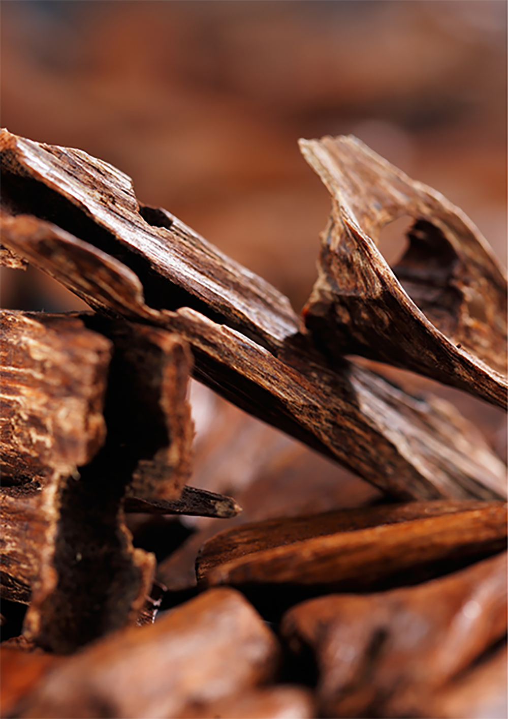 The Enigmatic Essence: Exploring Oud in Perfumery