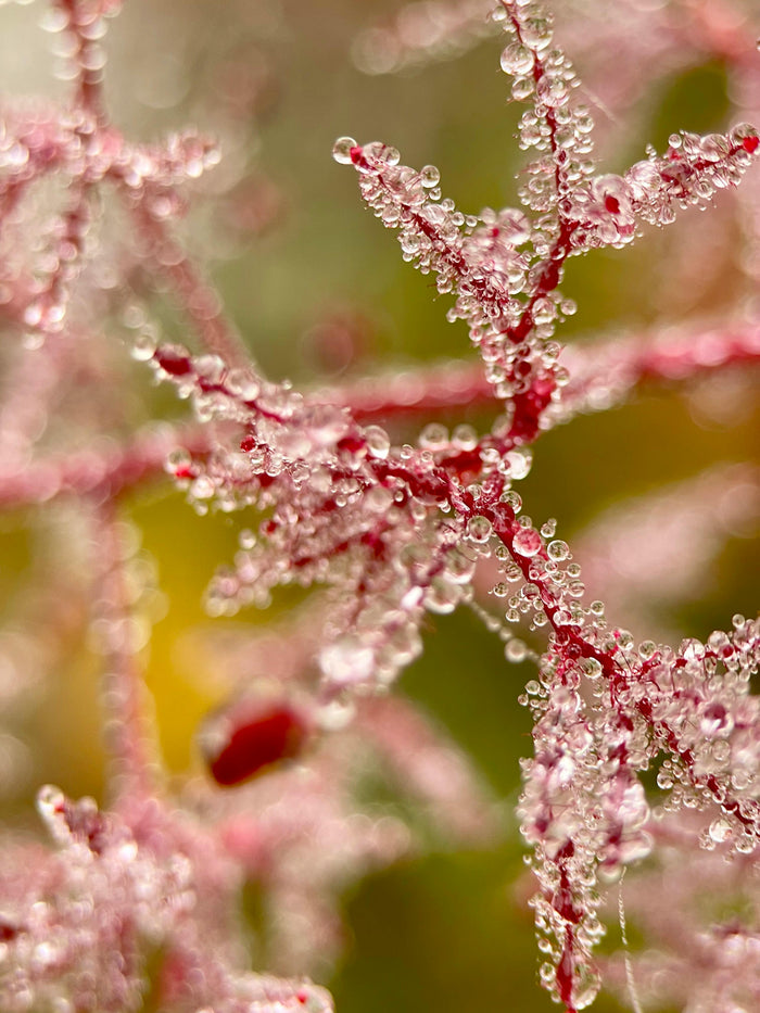 Delicate dew drops on a red branche