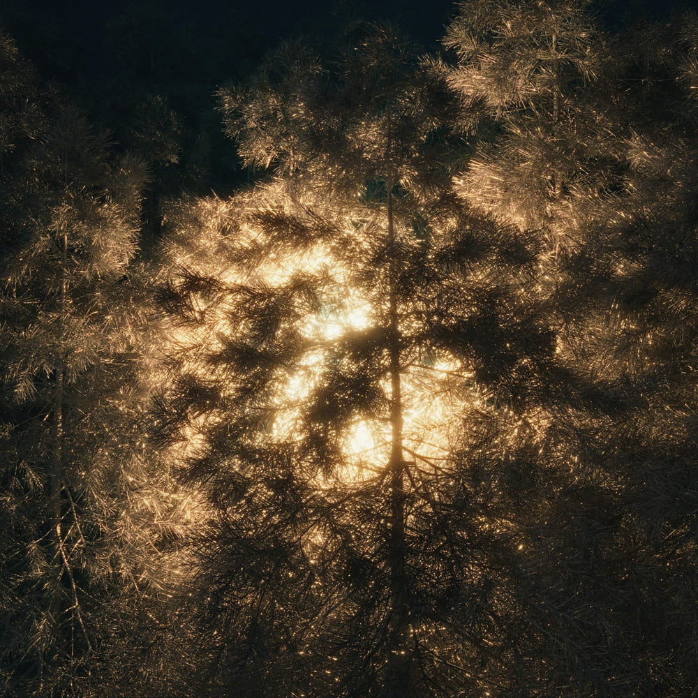 Tree silhouette with a warm light source in the center against a dark background